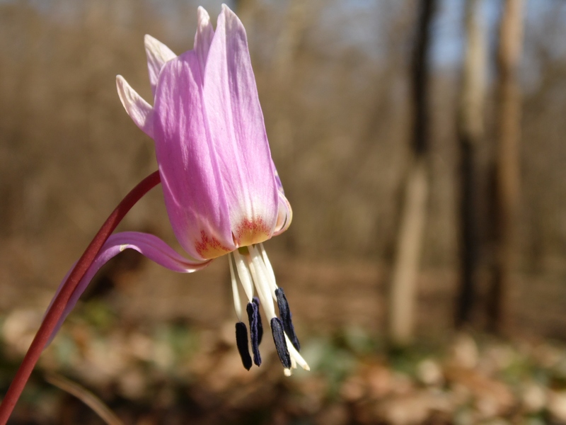 Parco del Ticino : Primavera